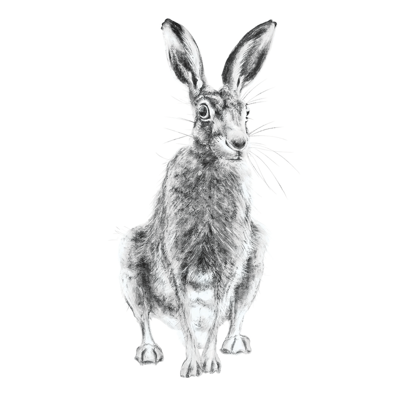 Hare 10, A5 Card, Box of hares
