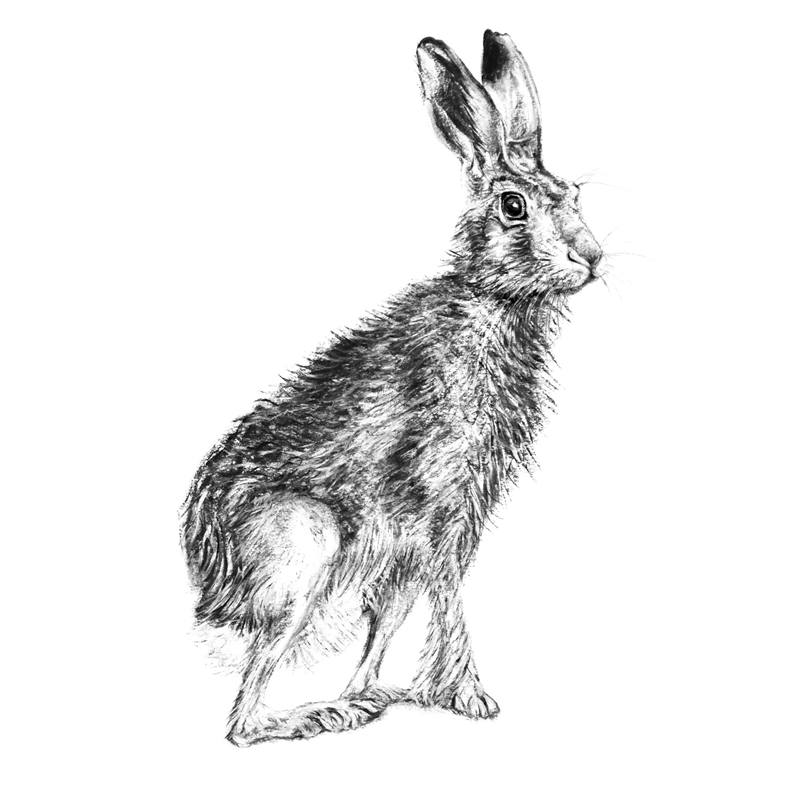 Hare 9, A5 Card, Box of hares