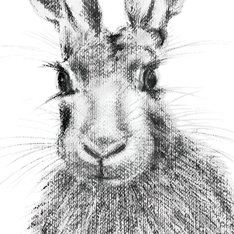 Hare 20