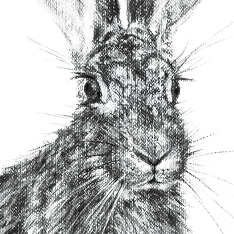 Hare 3