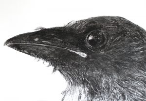 crow drawing