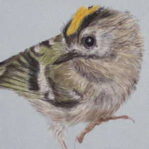 Goldcrest for sale at The Darryl Nantais Gallery