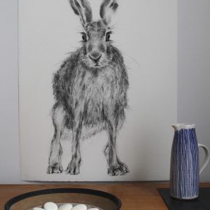 Hare 23