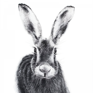 Drawing of Scottish Hare from Tiree
