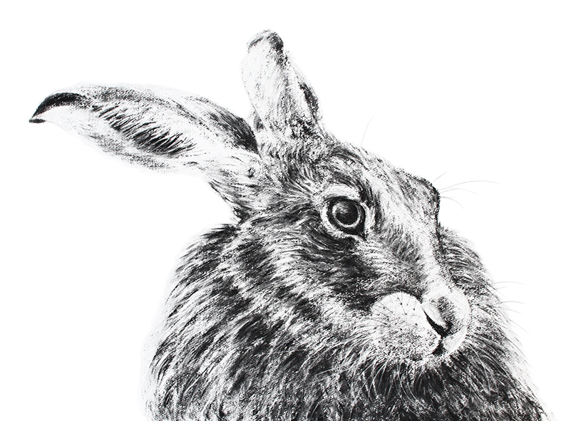 Hare 24, drawing by Jill Meager