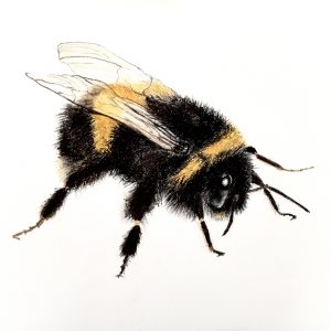 Bumblebee 1 – SOLD
