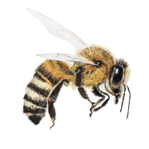 Honey Bee 1- the bee drawing series