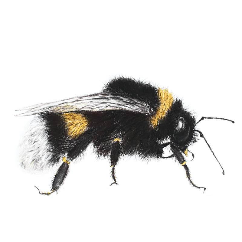 Pastel drawing of a bumblebee