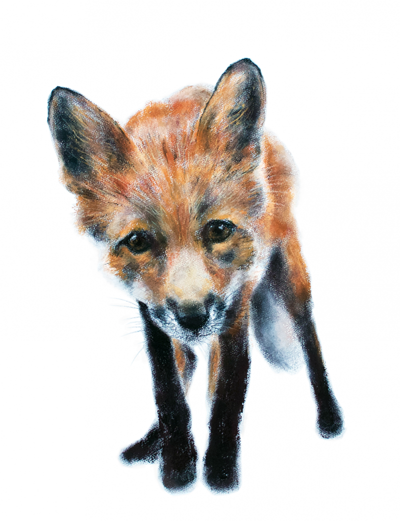 Fox cub 2