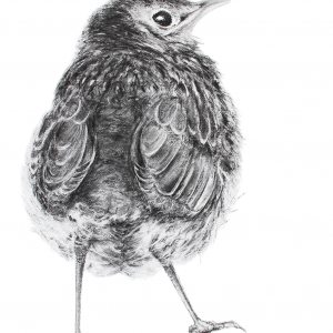 Song Thrush Fledgling for sale at The Ashburn Gallery