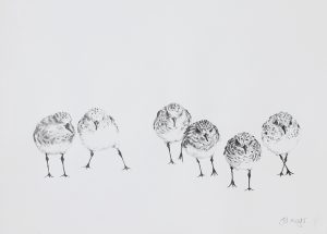 Sanderlings. Graphite. Jill Meager artist