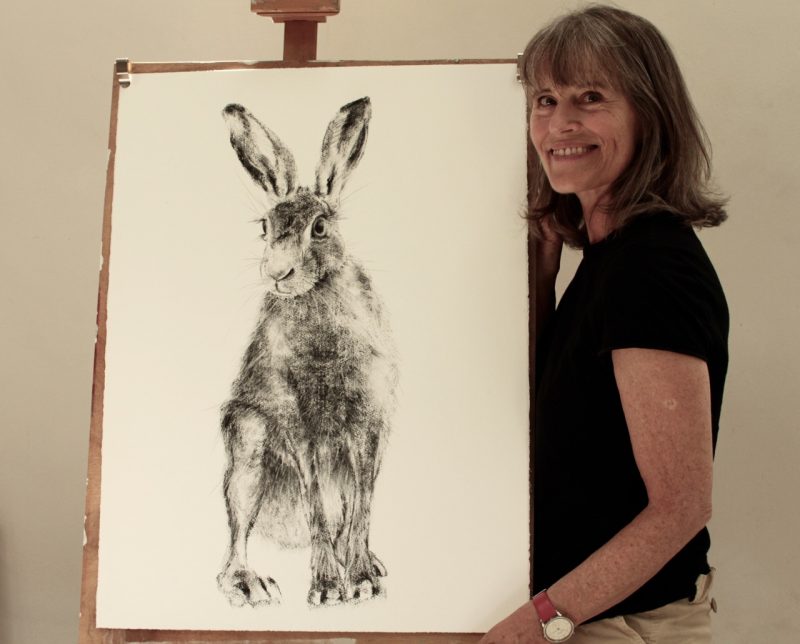 hare drawing
