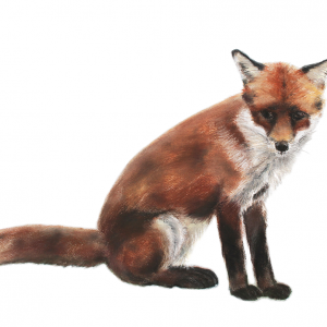 Jill Meager artist Fox cub 5. Pastel