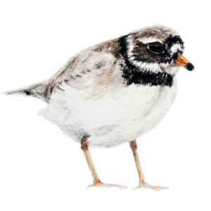 Ringed Plover drawing by Jill Meager