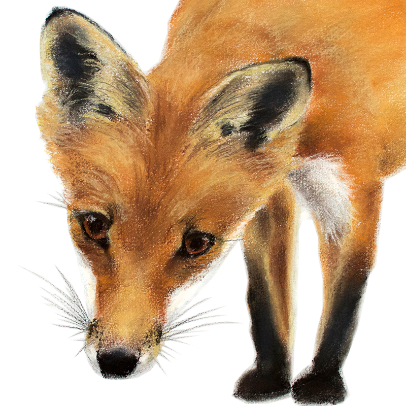 A fox cub drawing