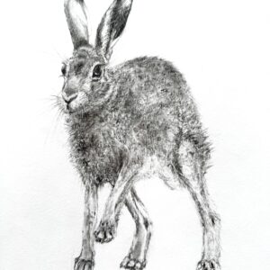 Hare 27